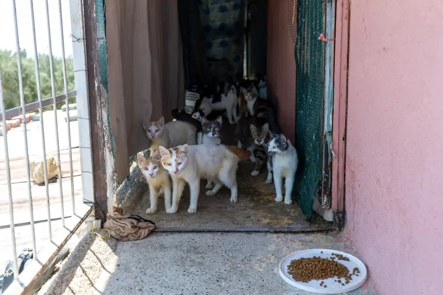 Ağır koku ihbarına giden ekipler şok oldu. Mersin'deki bir evden 100 kedi çıktı 2 Ağır koku ihbarına giden ekipler şok oldu. Mersin'deki bir evden 100 kedi çıktı 2