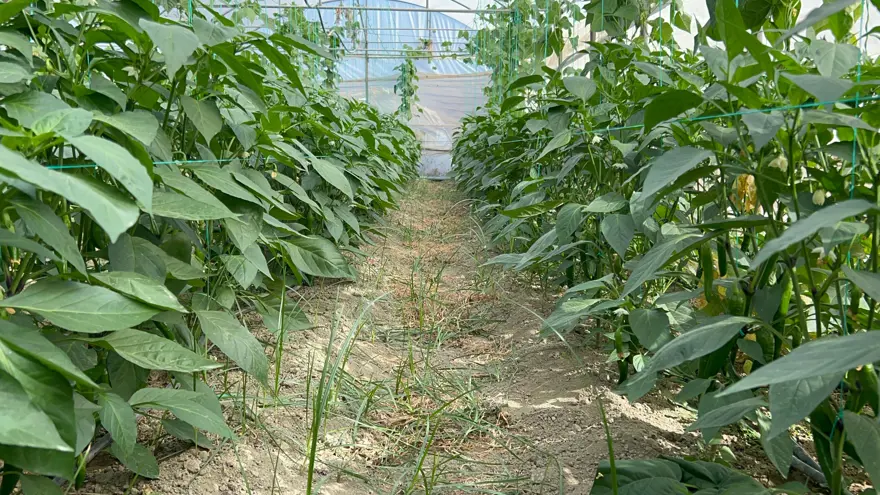 Türkiye'nin en acı biberinde hasat başladı. Hem yakıyor hem kilo verdiriyor 3