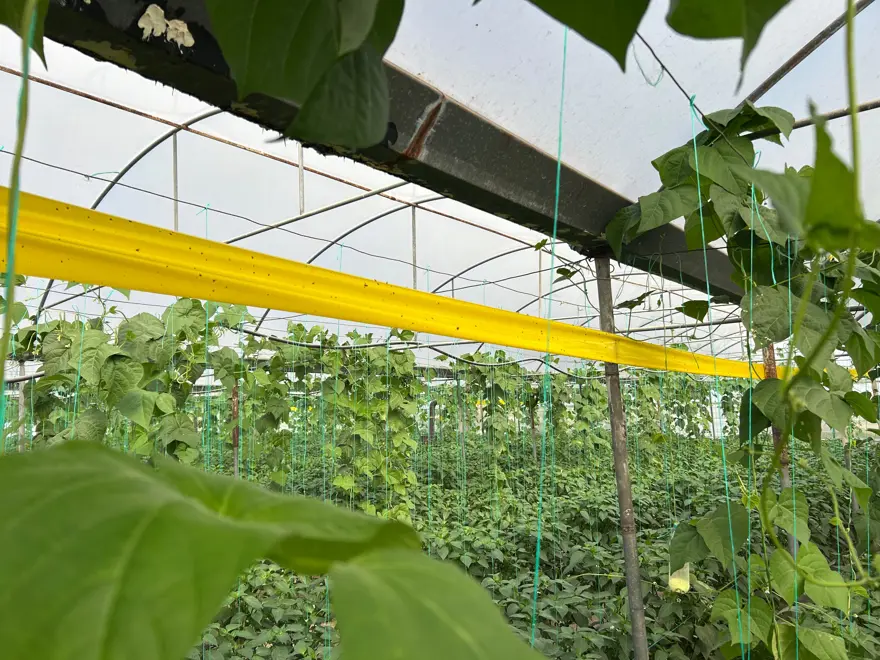 Türkiye'nin en acı biberinde hasat başladı. Hem yakıyor hem kilo verdiriyor 