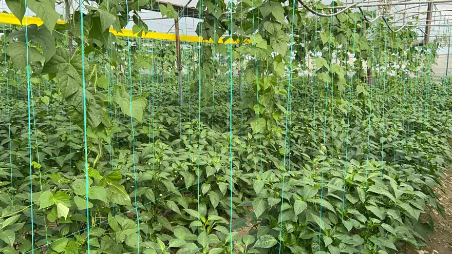 Türkiye'nin en acı biberinde hasat başladı. Hem yakıyor hem kilo verdiriyor 2