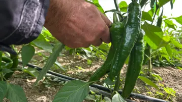 Türkiye'nin en acı biberinde hasat başladı. Hem yakıyor hem kilo verdiriyor