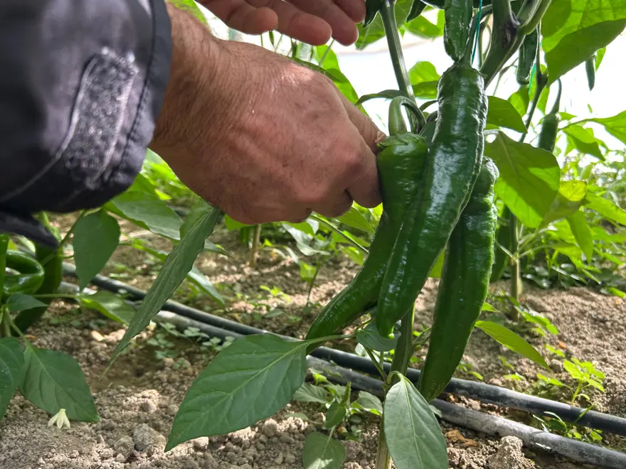 Türkiye'nin en acı biberinde hasat başladı. Hem yakıyor hem kilo verdiriyor 4